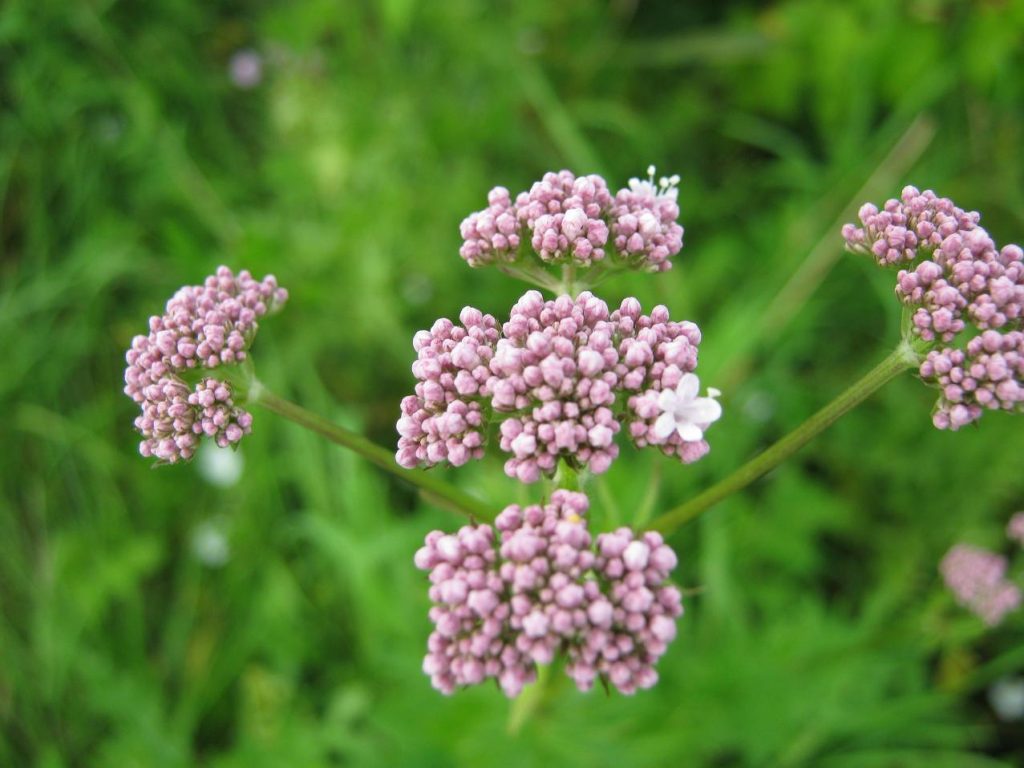 natur sovemedicin matas natur sovemedicin matas