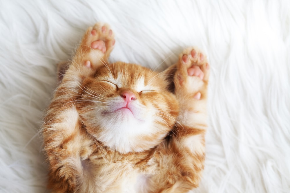 Gør som katten - prioriter din søvn!
